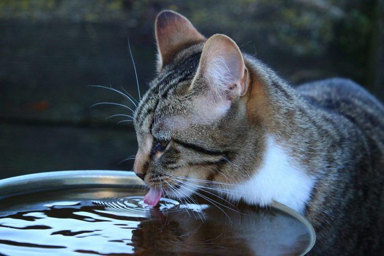 水を飲む猫