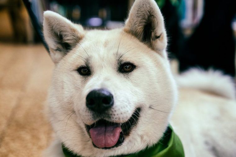 秋田犬