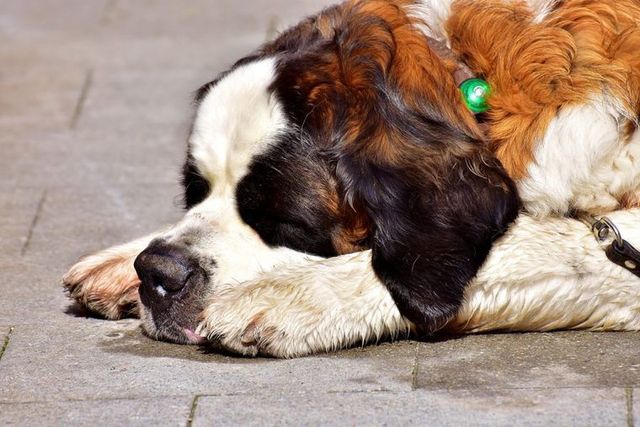 【トレーナー・獣医師監修】セントバーナードってどんな犬？性格・特徴・育て方・迎え方