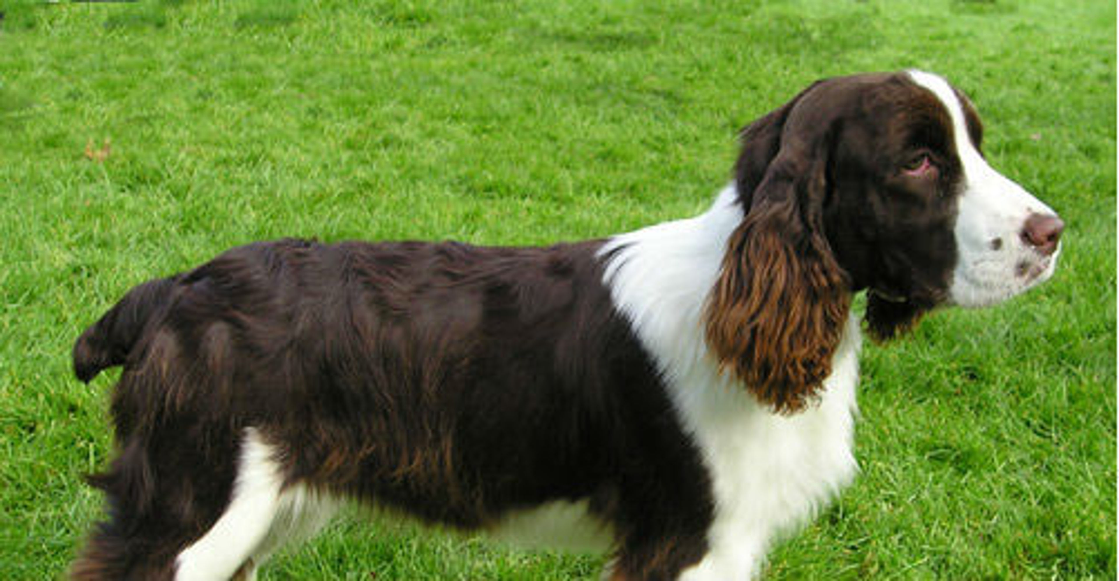 【トレーナー・獣医師監修】イングリッシュスプリンガースパニエルってどんな犬？性格・特徴・育て方・迎え方