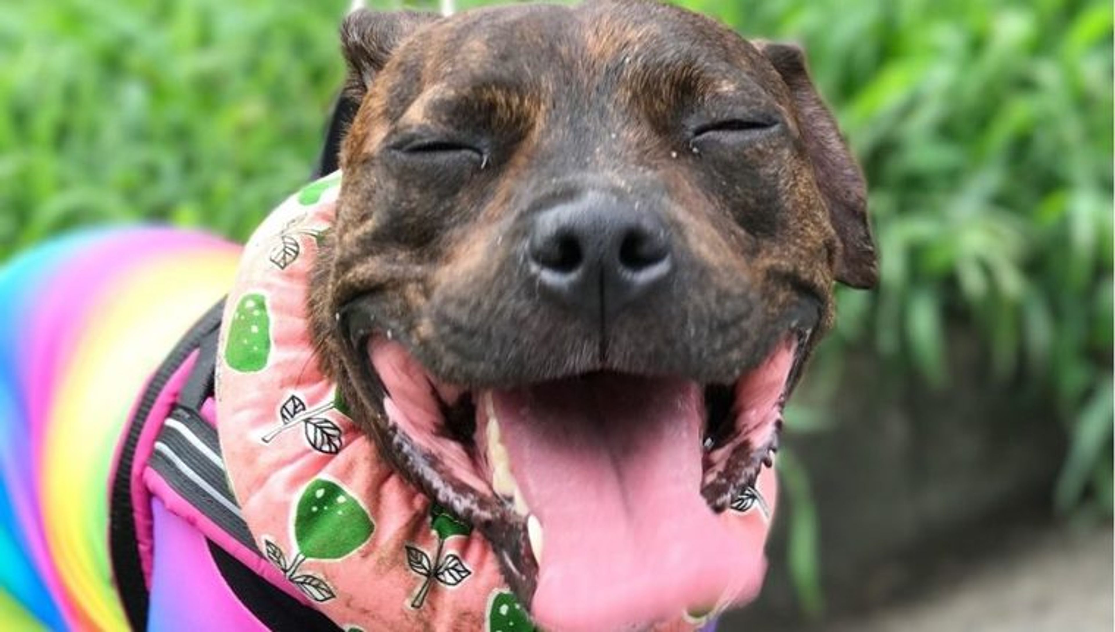 【トレーナー・獣医師監修】スタッフォードシャーブルテリアってどんな犬？性格・特徴・育て方・迎え方