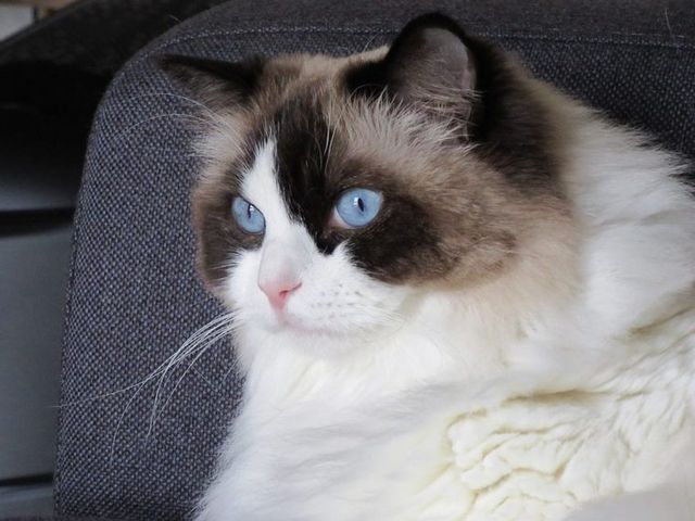 【獣医師監修】ラグドールってどんな猫？性格・体重・寿命の特徴・迎え方