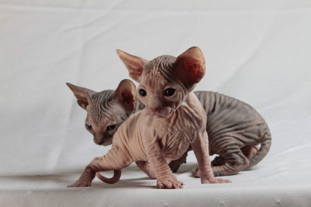 【獣医師監修】スフィンクス猫ってどんな猫？性格・体重・寿命の特徴・迎え方