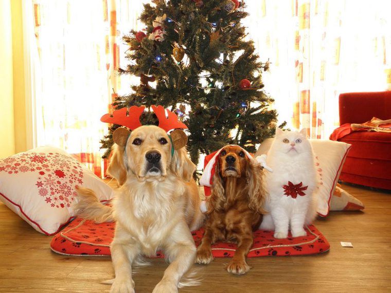 クリスマスを楽しむレトリーバーとキャバリアと白猫