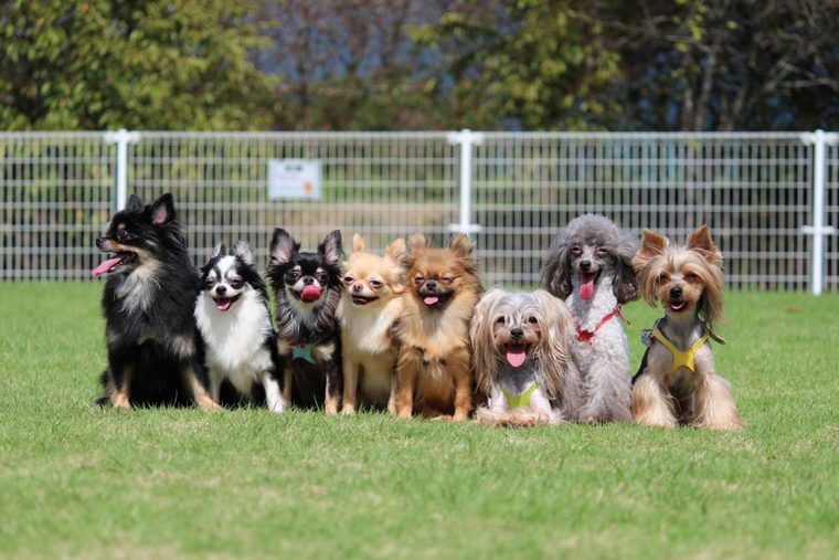 犬のブラッシングの頻度やコツ、道具、嫌がる場合のやり方【プロが解説】