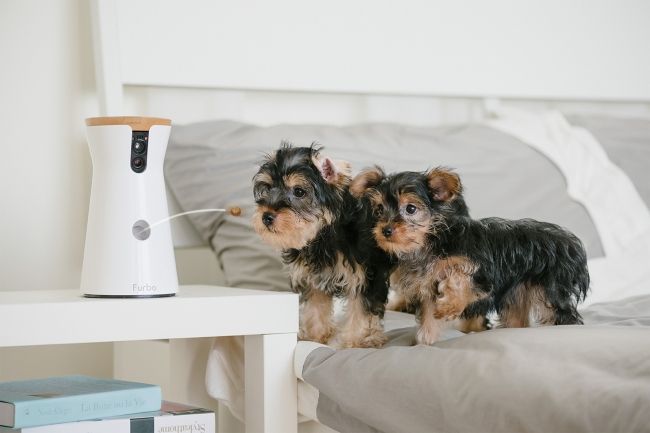 ドッグカメラ「Furbo」の新型はAI搭載!? 犬を顔認識して異常を通知