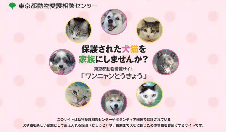 東京都が譲渡促進のための新サイト開設　小池都知事「大人の犬猫を家族に迎えませんか？」