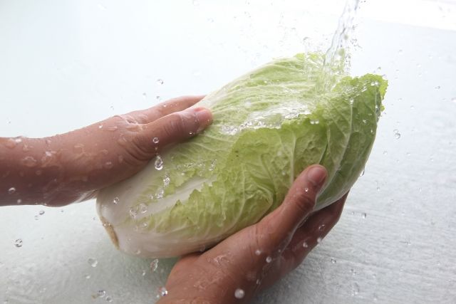 白菜を水洗いする様子