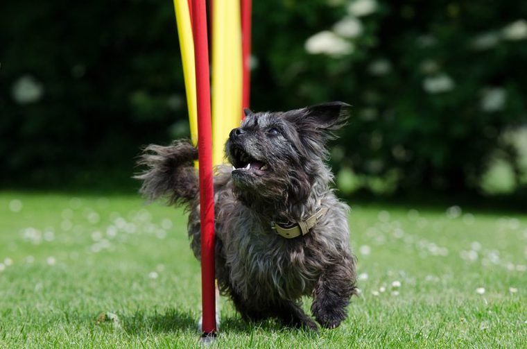 犬と遊ぶことはコミュニケーションの一環 遊び方や場所をトレーナーが解説 ペトコト