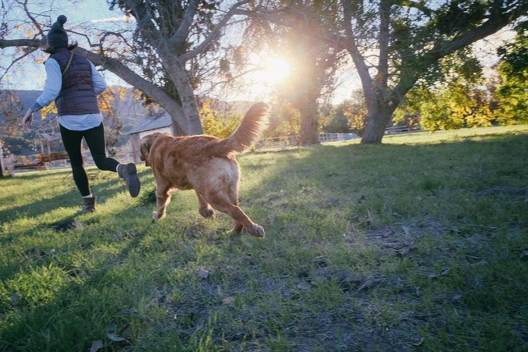 犬と遊ぶことはコミュニケーションの一環 遊び方や場所をトレーナーが解説 ペトコト