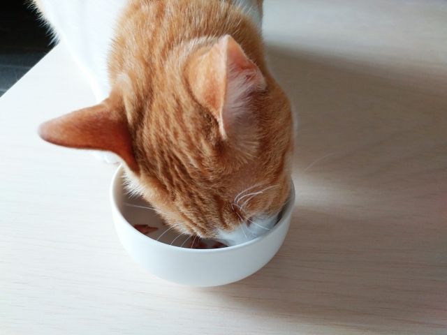 ご飯を食べる猫