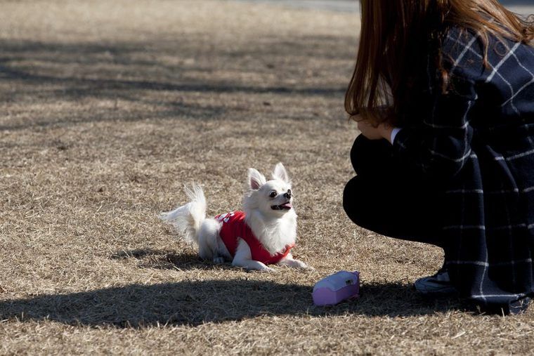 犬のアイコンタクトはしつけの基本! 意味や教え方、教える時期【プロが解説】