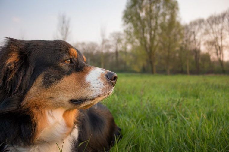 犬の死因で一番多い疾患は何? 突然死に考えられる原因とは