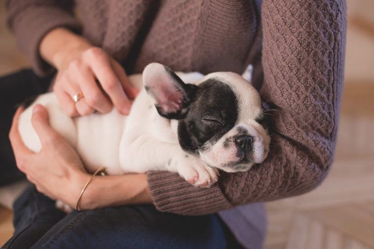 抱かれて眠る子犬