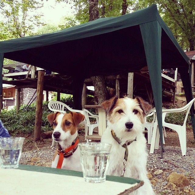 広島のドッグカフェおすすめ12選 看板犬と触れ合えるカフェや人気店を紹介 ペトコト