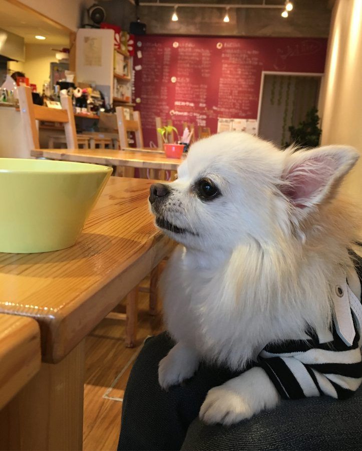 京都のおすすめドッグカフェ 犬同伴可レストラン13選 犬連れでランチを楽しもう ペトコト
