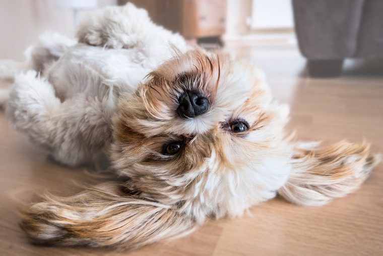 犬にまつわることわざや豆知識特集! あなたはどのくらい知ってる?