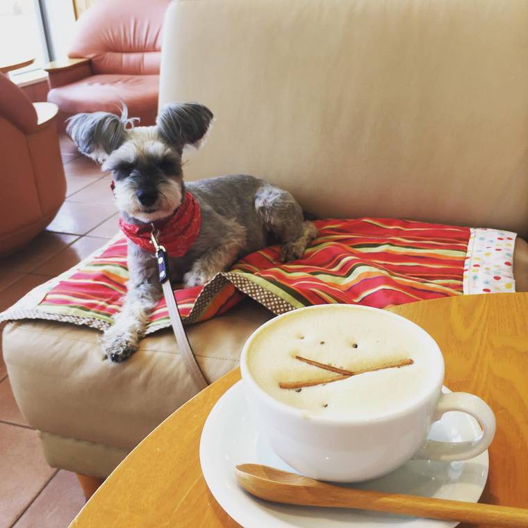 札幌のドッグカフェ 犬同伴可レストランおすすめ8選 愛犬と一緒に食事を楽しめる人気店を紹介 ペトコト