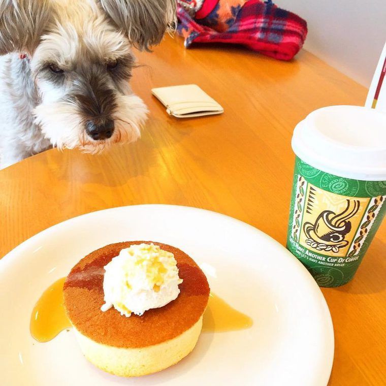 札幌のドッグカフェ 犬同伴可レストランおすすめ9選 愛犬と一緒に食事を楽しめる人気店を紹介 ペトコト
