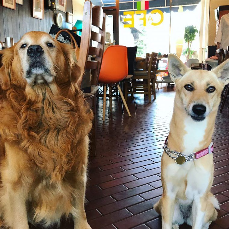 岡山のドッグカフェ 犬同伴可レストランおすすめ8選 人気店や店内同伴可店も紹介 ペトコト