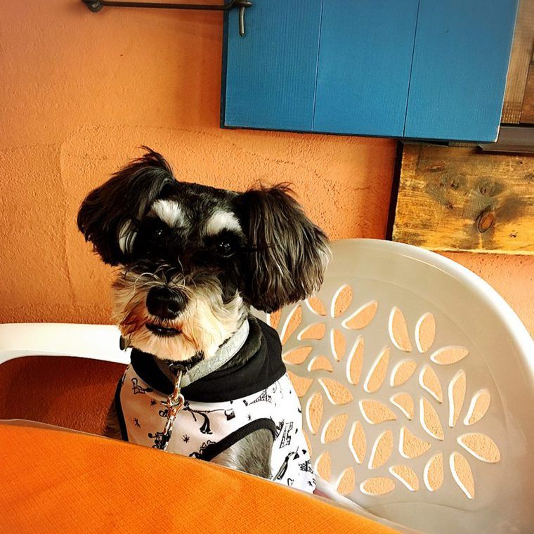 札幌のドッグカフェ 犬同伴可レストランおすすめ8選 愛犬と一緒に食事を楽しめる人気店を紹介 ペトコト