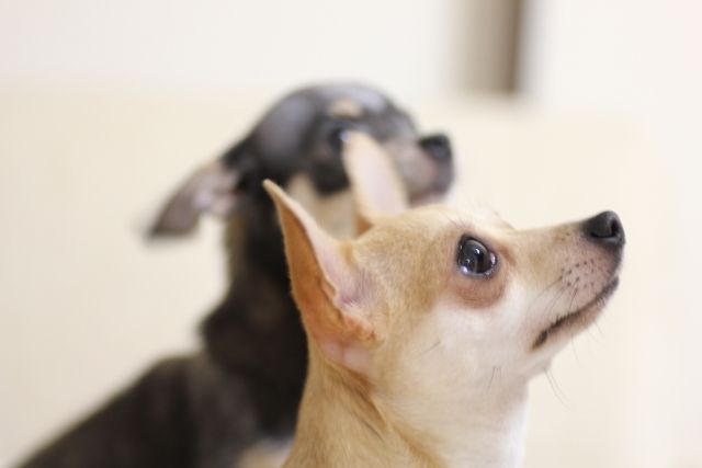 犬のしつけ教室の種類や効果について 通えば「いい子」になるは本当?