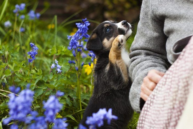 犬が抱っこをせがむ訳 痛がる理由は抱き方にあった