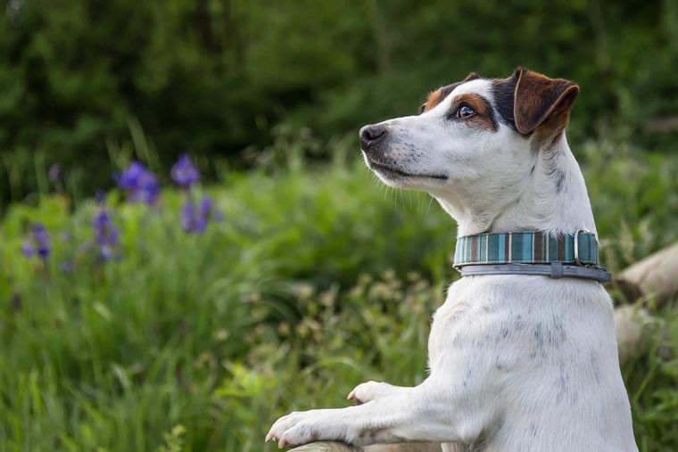 自然を見る犬