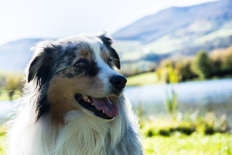 嬉しそうな犬