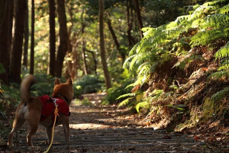 山道を歩く犬