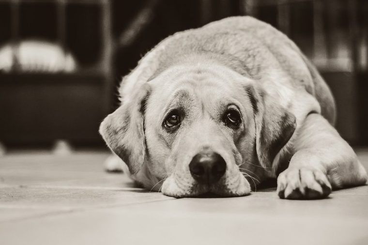 犬がごはんを食べない理由とは 病気だけとは限らないしつけと対策