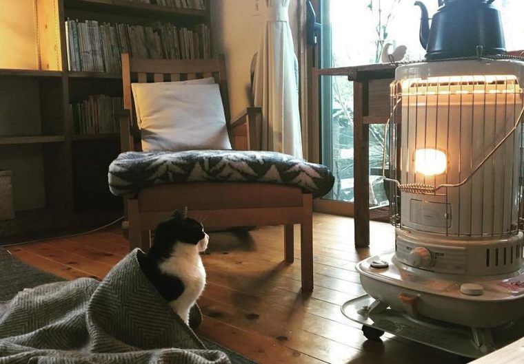 【猫との暮らし】ストーブに集まる猫たちの生活風景