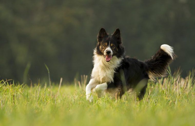 楽しそうな犬