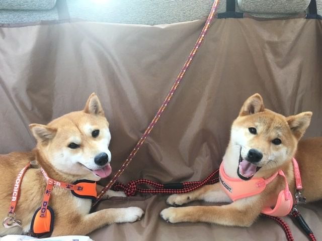 笑顔の柴犬2匹