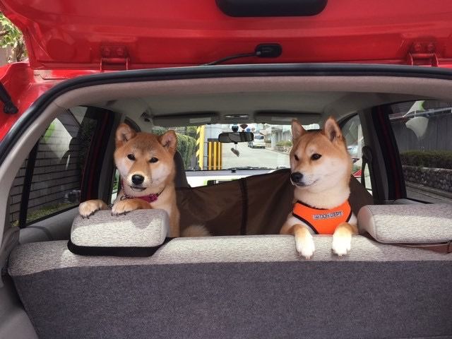 犬を車に乗せる際の注意点 乗せ方やクレート ベッドなどのドライブグッズを紹介 ペトコト