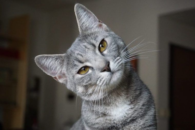 首をかしげる茶トラの猫