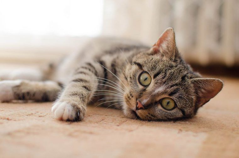 猫のしつけは褒める方法で|トイレや爪とぎの困った行動の理由と対策