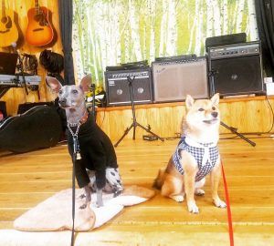 兵庫県のドッグカフェ 犬同伴可レストラン12選 神戸や明石などのおしゃれなカフェを紹介 ペトコト