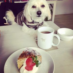 吉祥寺のおすすめドッグカフェ 犬同伴可レストラン 井の頭公園周辺など ペトコト