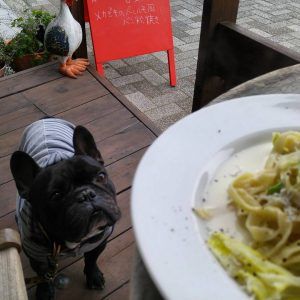 カフェのパスタとフレンチブルドッグ