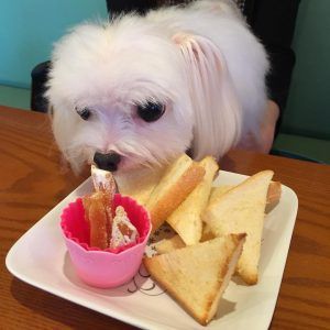 フライドポテトとそれを食べるシーズー