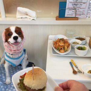 名古屋の人気ドッグカフェ 犬同伴可レストランおすすめ8選 大型犬が入れる店舗も紹介 ペトコト