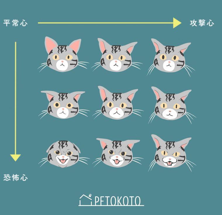 猫の気持ちは仕草や行動を見ればわかる？しっぽや耳から読み取るボディーランゲージ | ペトコト