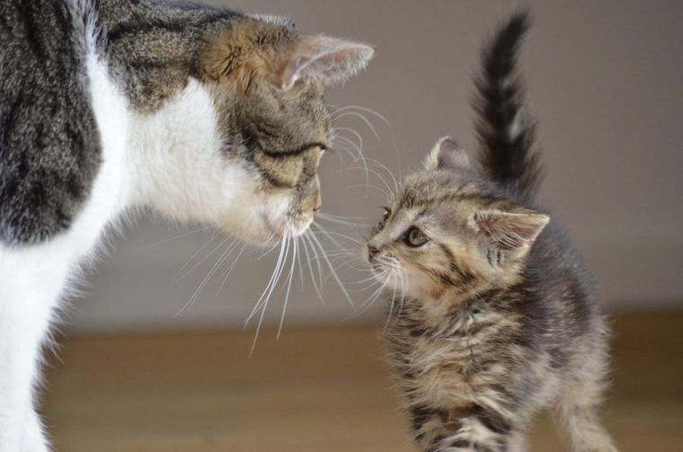 子猫と母猫