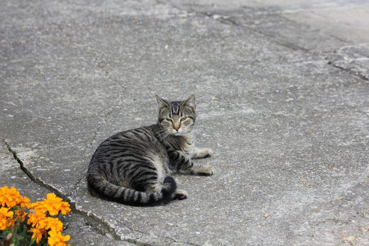 機嫌が悪そうな猫