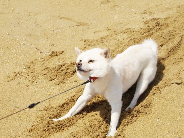 犬の反抗期はいつからはじまる? 見られる行動とその対処法をトレーナーが解説