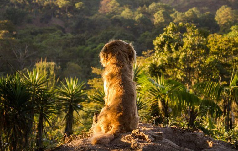 犬が脱走してしまったら? 帰ってこないときの対応・脱走させないためのしつけと対策