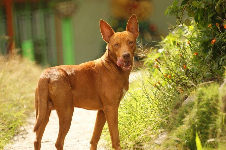 犬が脱走する理由は 脱走防止策と脱走させないためのしつけ ペトコト