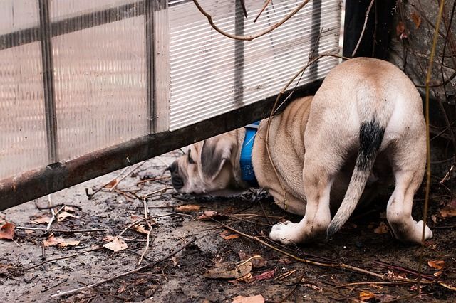 犬が脱走する理由は 脱走防止策と脱走させないためのしつけ ペトコト