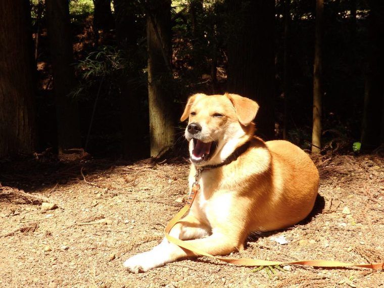 日向でくつろぐ犬